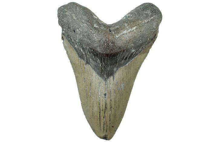 Serrated, Fossil Megalodon Tooth - North Carolina #311835